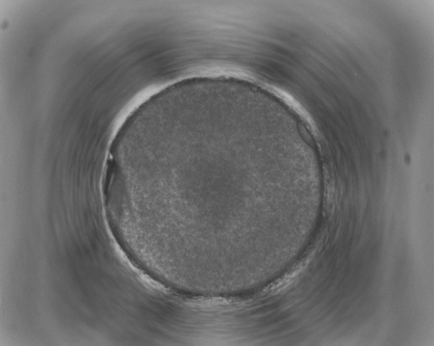 X0000086050943200704202032