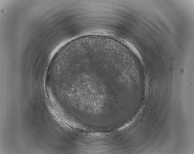 X0000086050944200704202032