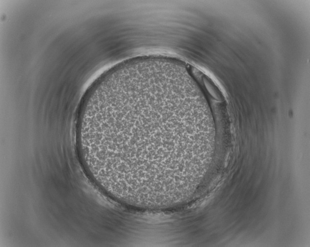 X0000086050983200704202031