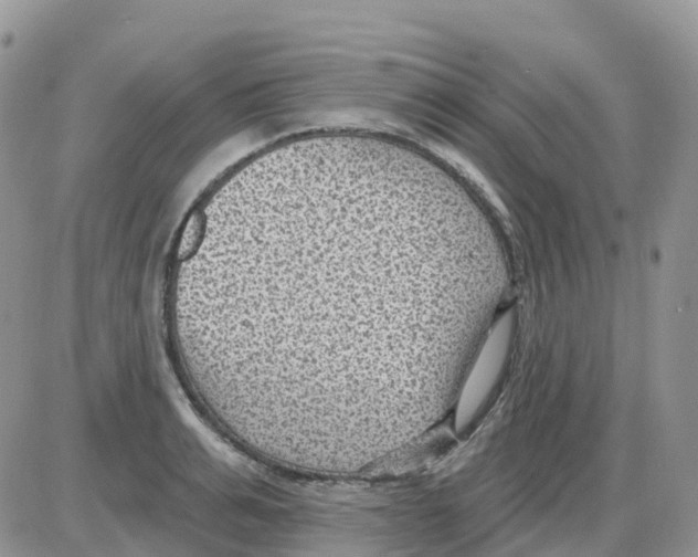 X0000086050991200704202031