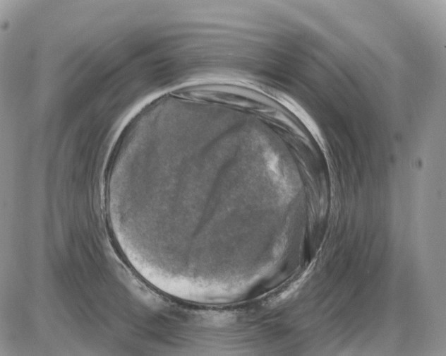 X0000086050996200704202031