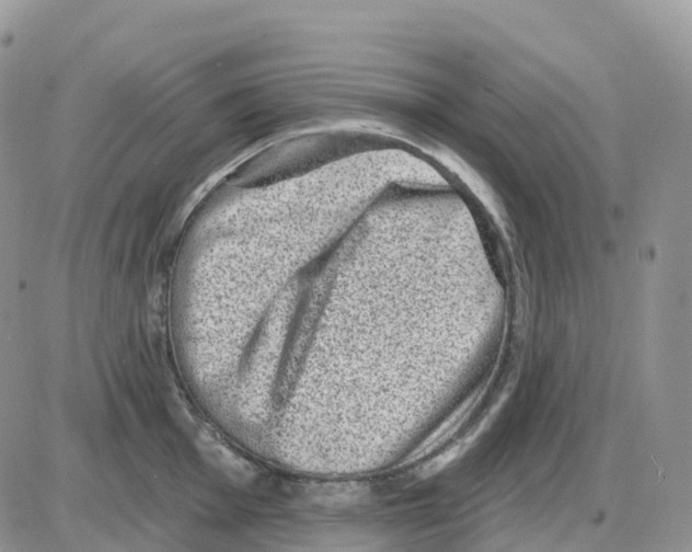 X0000086051001200704202031