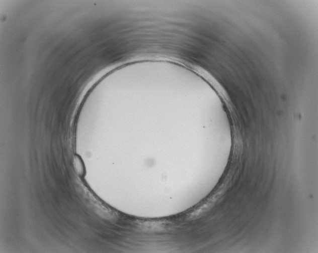 X0000086051004200704202031