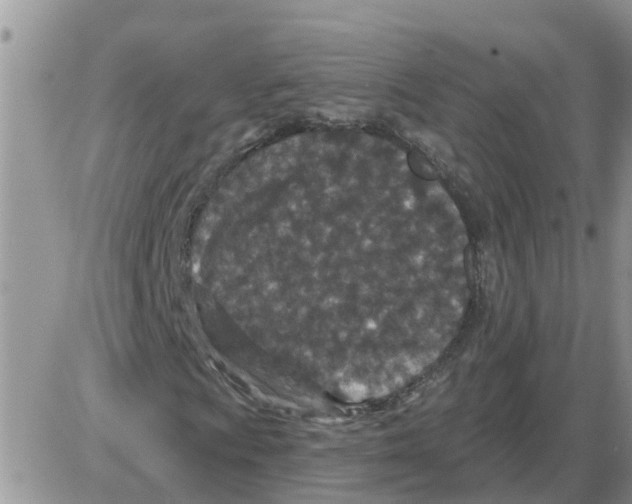 X0000086051009200704202030