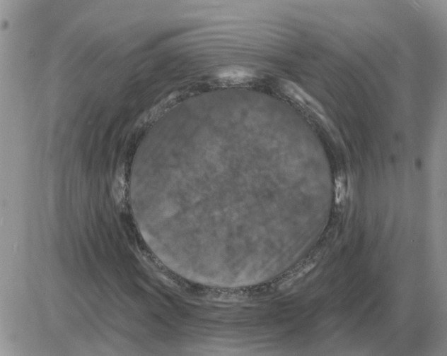 X0000086051011200704202030