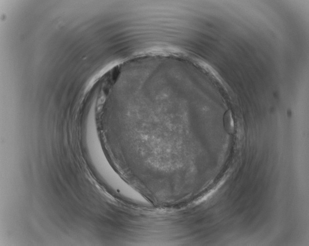 X0000086051018200704202030