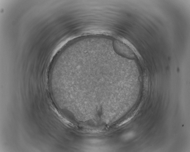 X0000086051023200704202031