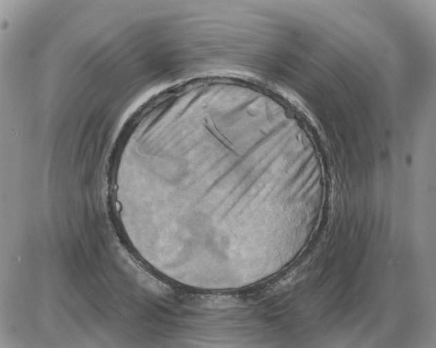 X0000086051024200704202031