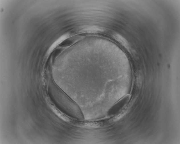 X0000086051026200704202031