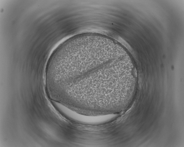 X0000086051028200704202031