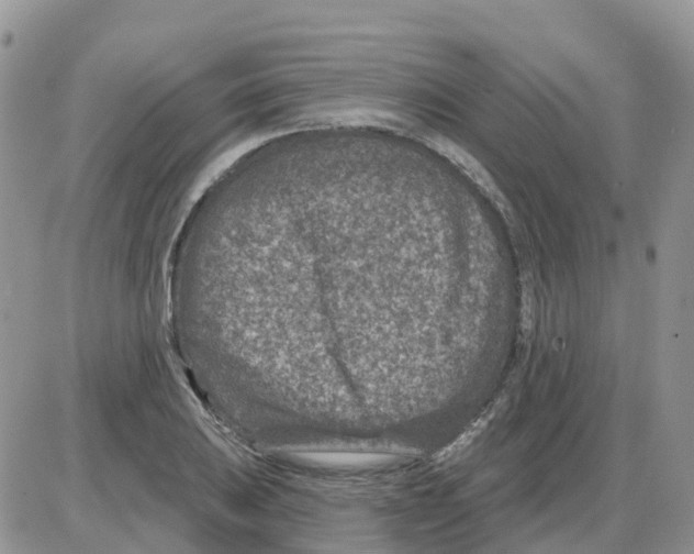 X0000086051031200704202031