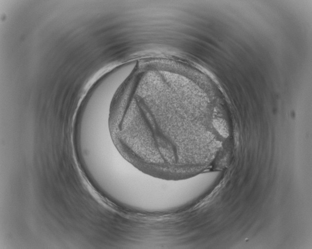 X0000086051034200704202031