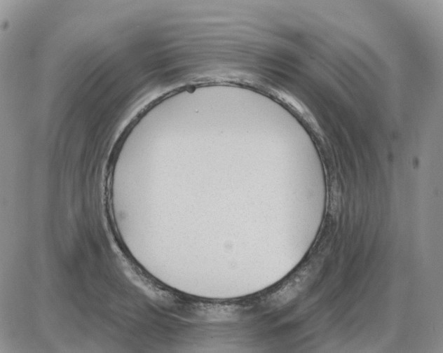 X0000086051039200704202031