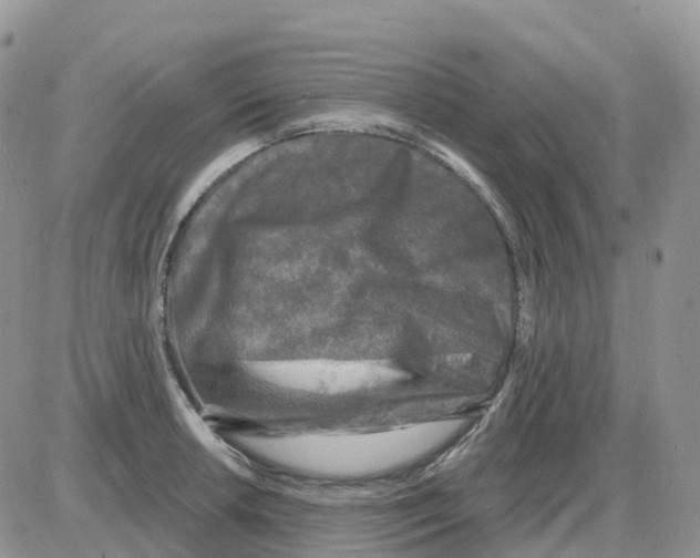 X0000086051042200704202031