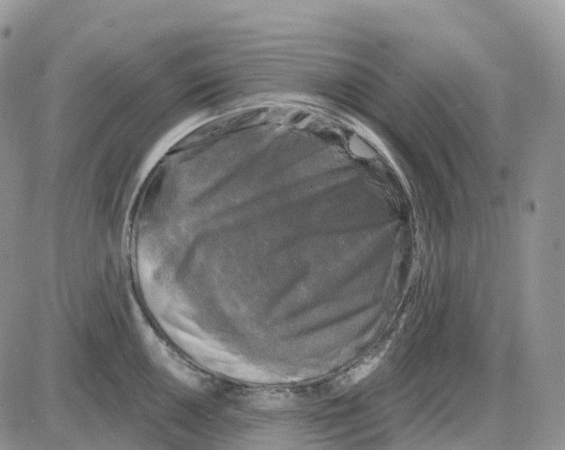 X0000086051050200704202031