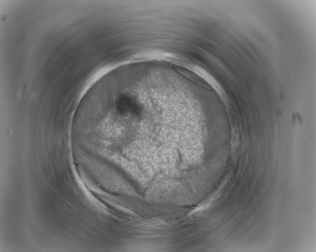 X0000086051055200704202031