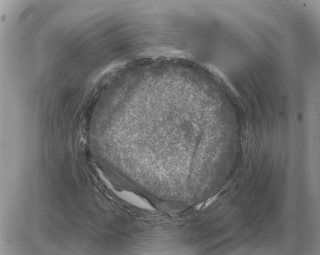 X0000086051063200704202030