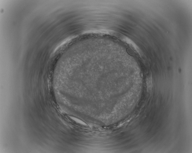 X0000086051064200704202030