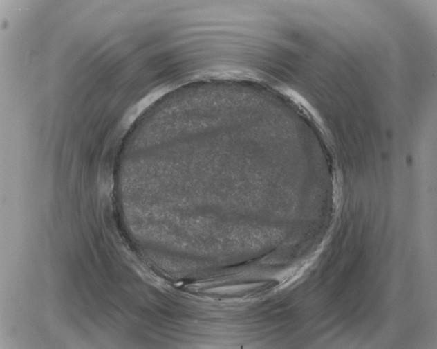 X0000086051065200704202030