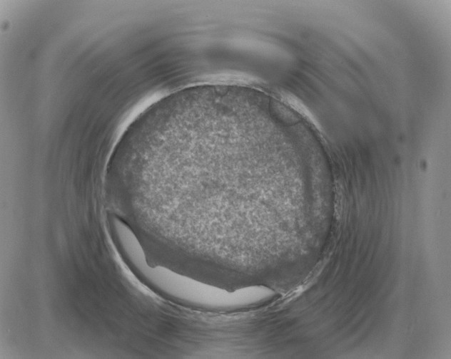 X0000086051087200704202030