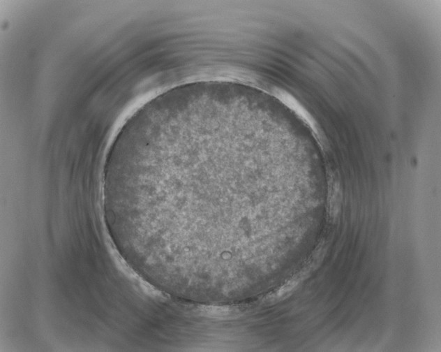 X0000086051088200704202030