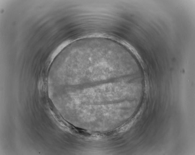 X0000086051097200704202030