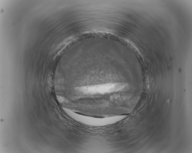 X0000086051110200704202029