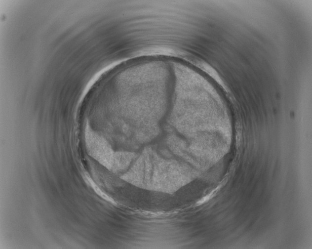 X0000086051116200704202029