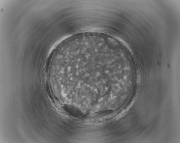 X0000086051117200704202029