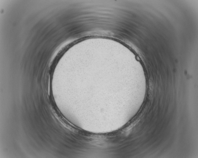 X0000086051123200704202029