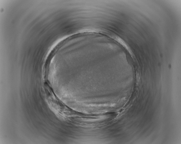 X0000086051124200704202029