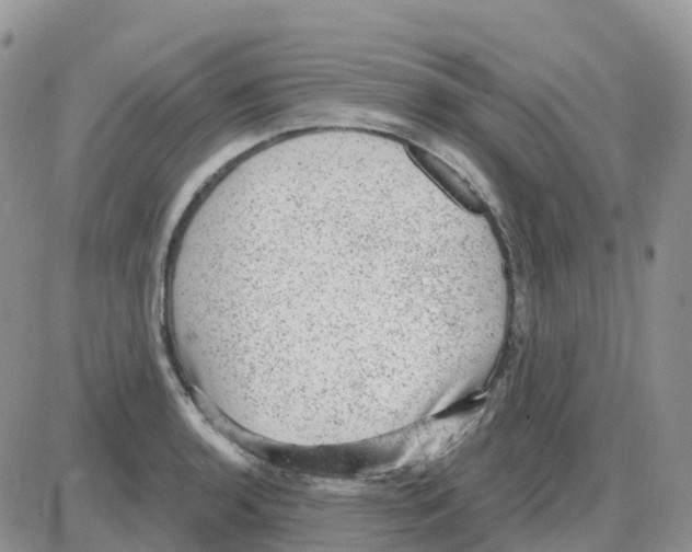 X0000086051136200704202029