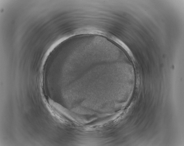 X0000086051144200704202029