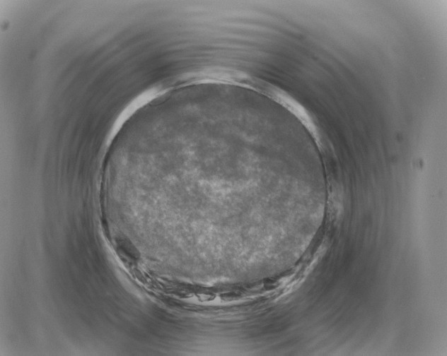 X0000086051146200704202029