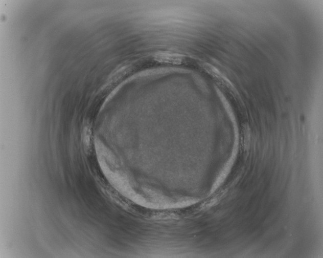 X0000086051154200704202029