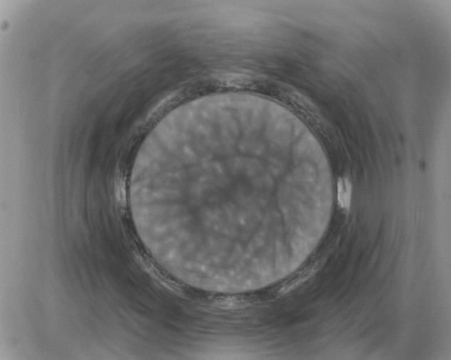 X0000086051155200704202029