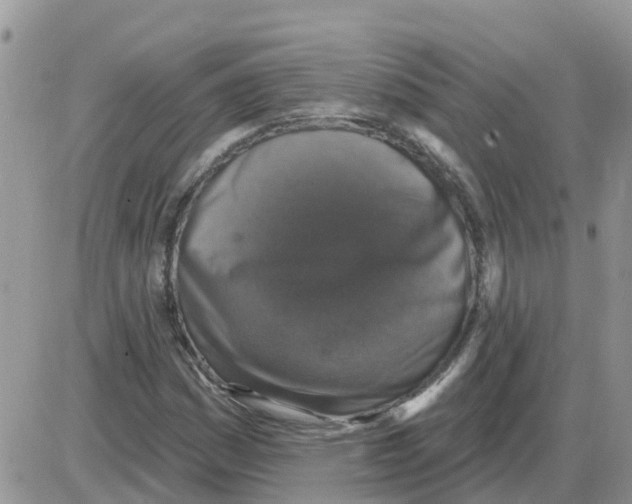 X0000086051161200704202029