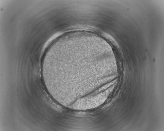 X0000086051172200704202028