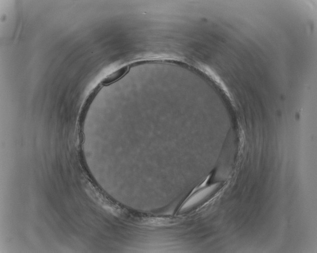 X0000086051173200704202028