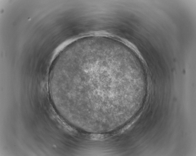 X0000086051176200704202028