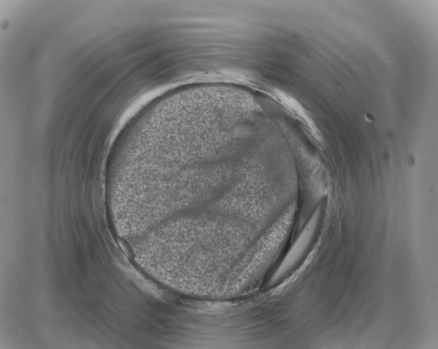 X0000086051184200704202028