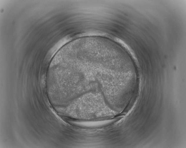 X0000086051185200704202028