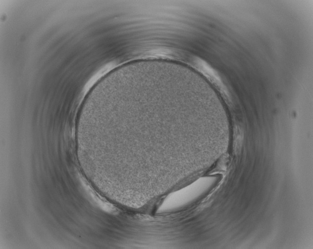 X0000086051234200704202028