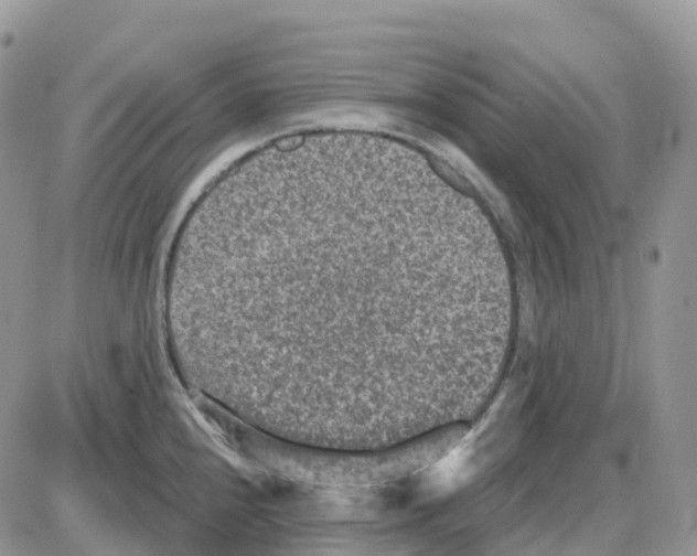 X0000086051240200704202028