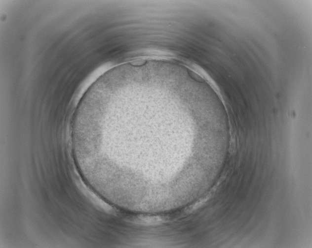 X0000086051243200704202028