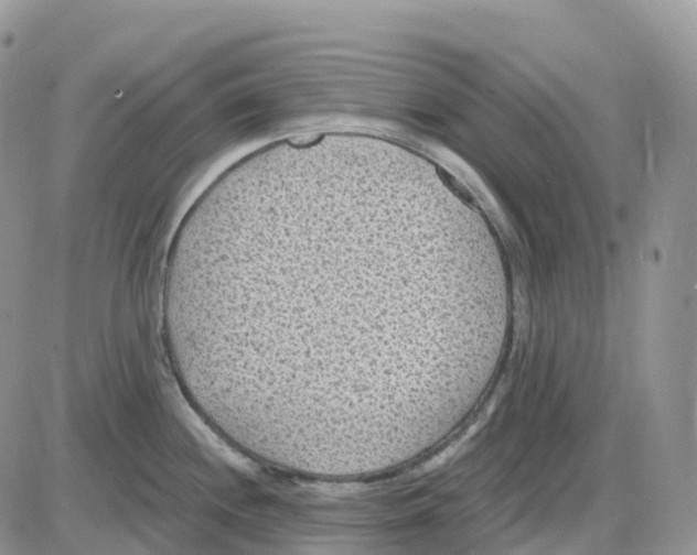 X0000086051244200704202028