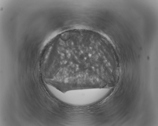 X0000086051263200704202027