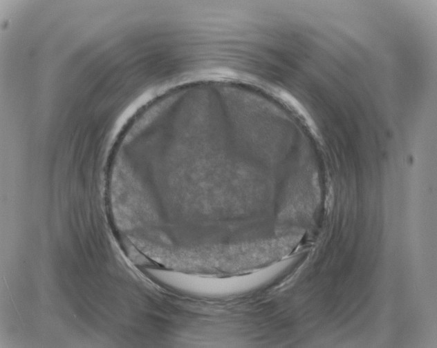 X0000086051326200704202026