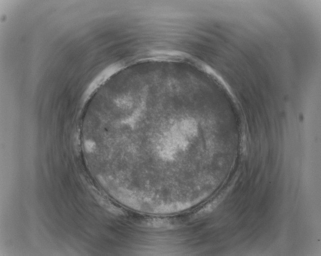 X0000086051362200704202025