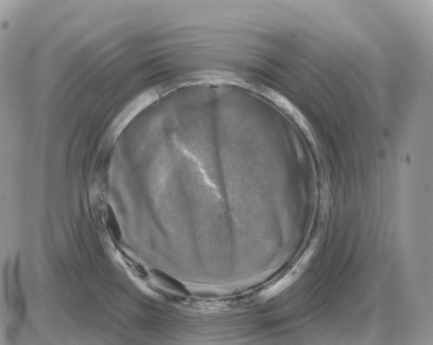 X0000086051385200704202025